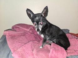Lost Female Dog last seen W Eliot , Chandler, AZ 85225