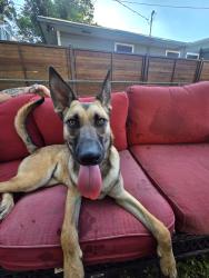 Reunited Male Dog last seen Marchmont / Dryden, San Antonio, TX 78213