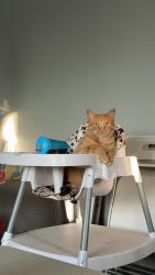 Reunited Female Cat last seen Near South, West Valley City, UT 84119