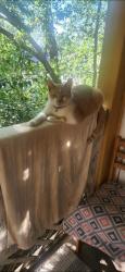 Reunited Male Cat last seen las campanas, San Antonio, TX 78233
