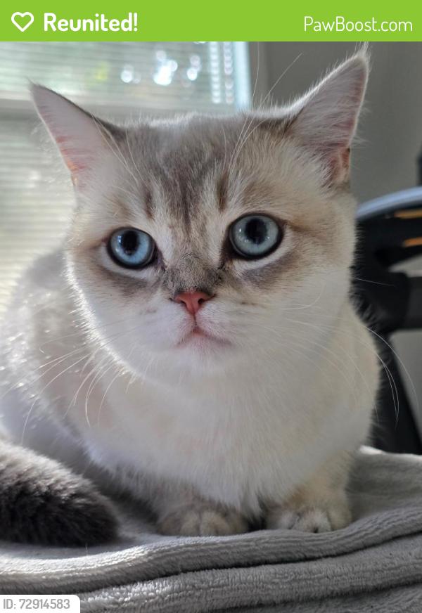 Reunited Female Cat last seen Near 180th St SW, Lynnwood, WA 98037, Lynnwood, WA 98037