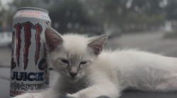 Lost Unknown Cat last seen Panera Bread, Oakland Market, or Hamlin (neighborhood), Mount Pleasant, SC 29466