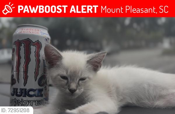 Lost Unknown Cat last seen Panera Bread, Oakland Market, or Hamlin (neighborhood), Mount Pleasant, SC 29466