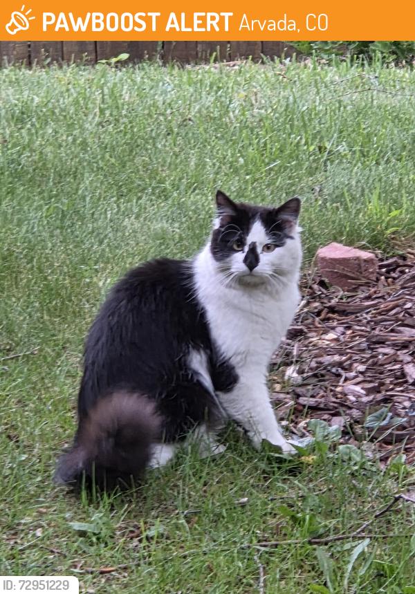 Found/Stray Unknown Cat last seen 68th & Beech Dr, Arvada, CO 80004