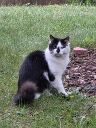 Found/Stray Unknown Cat last seen 68th & Beech Dr, Arvada, CO 80004