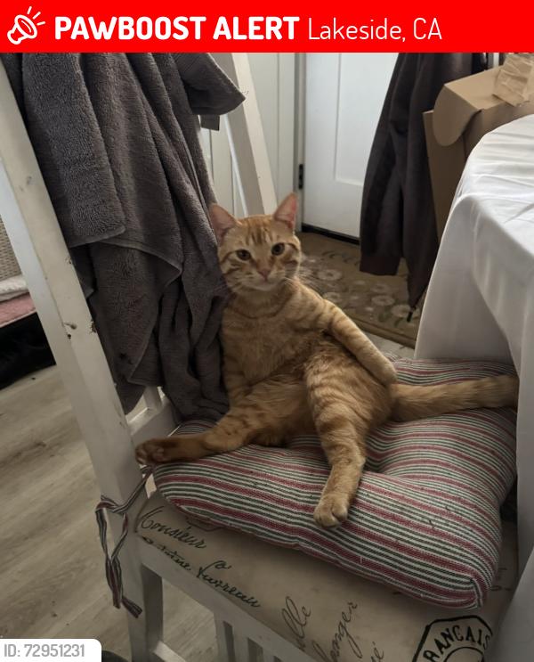 Lost Male Cat last seen At home, Lakeside, CA 92040