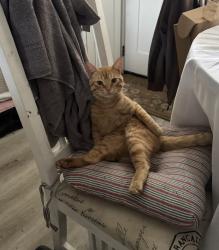 Lost Male Cat last seen At home, Lakeside, CA 92040