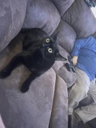 Reunited Male Cat last seen Elm st , Fontana, CA 92337