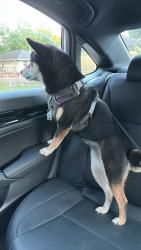Lost Female Dog last seen 132St, 98A, holland park, Surrey, BC 