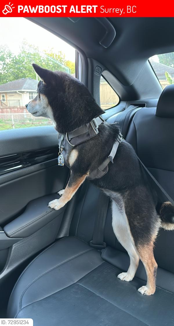 Lost Female Dog last seen 132St, 98A, holland park, Surrey, BC 