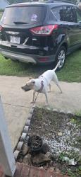 Found/Stray Female Dog last seen My hse, Parkton, NC 28371