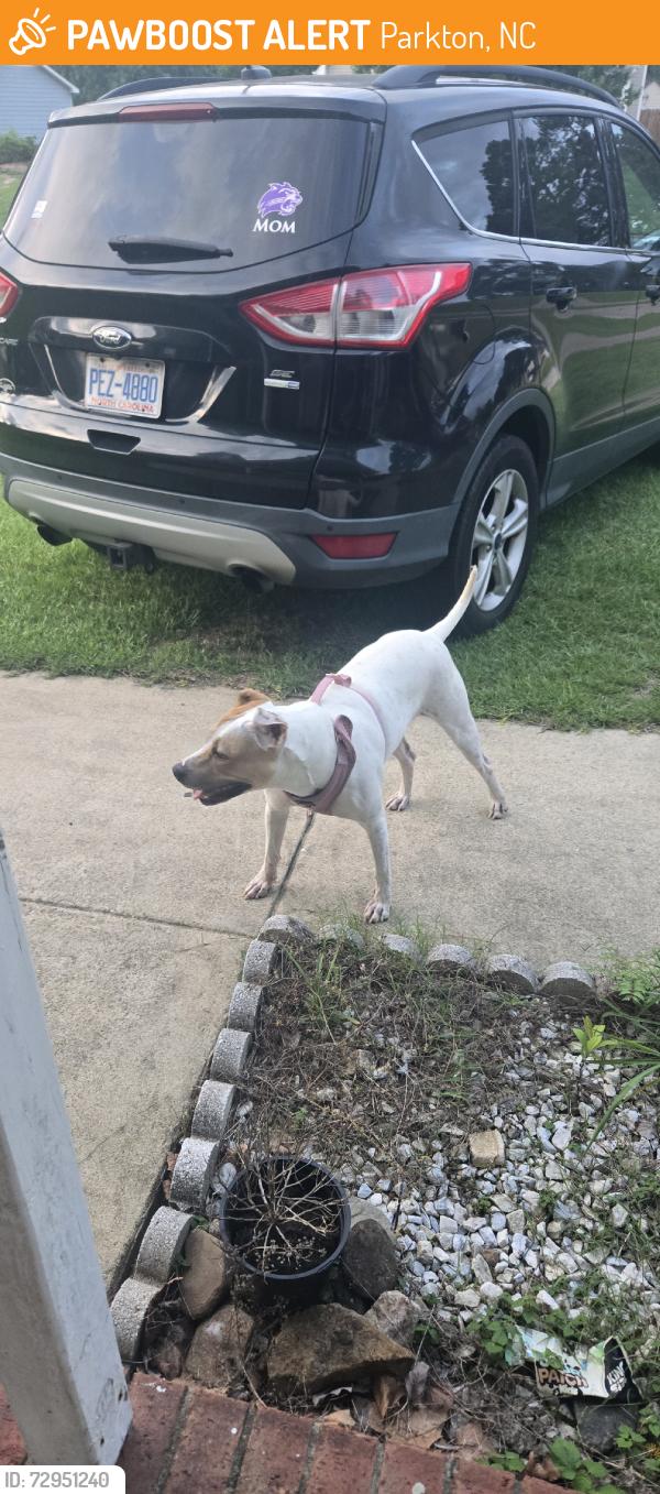 Found/Stray Female Dog last seen My hse, Parkton, NC 28371