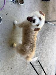 Found/Stray Male Dog last seen Wickenburg Dr. near Kate Bell Elementary School, Houston, TX 77031