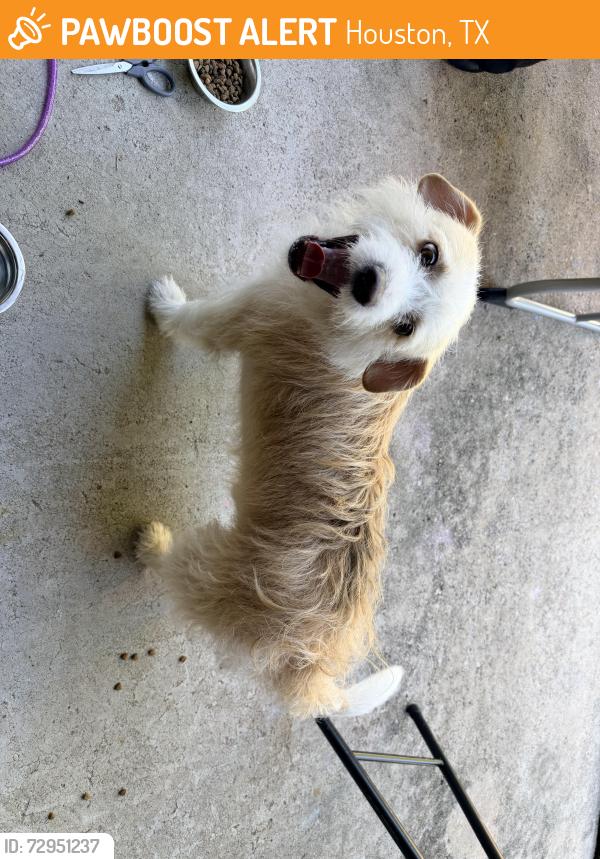 Found/Stray Male Dog last seen Wickenburg Dr. near Kate Bell Elementary School, Houston, TX 77031