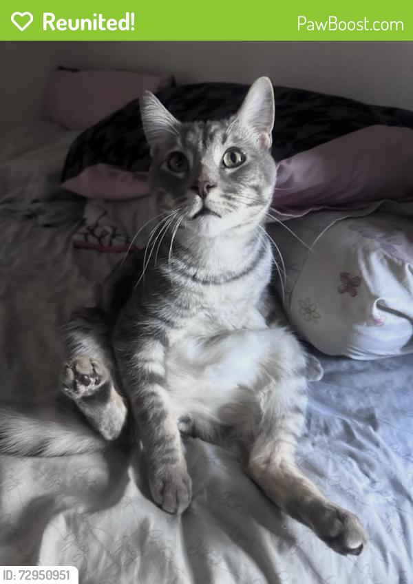 Reunited Male Cat last seen Torrey Pines and Dorrell, Las Vegas, NV 89131