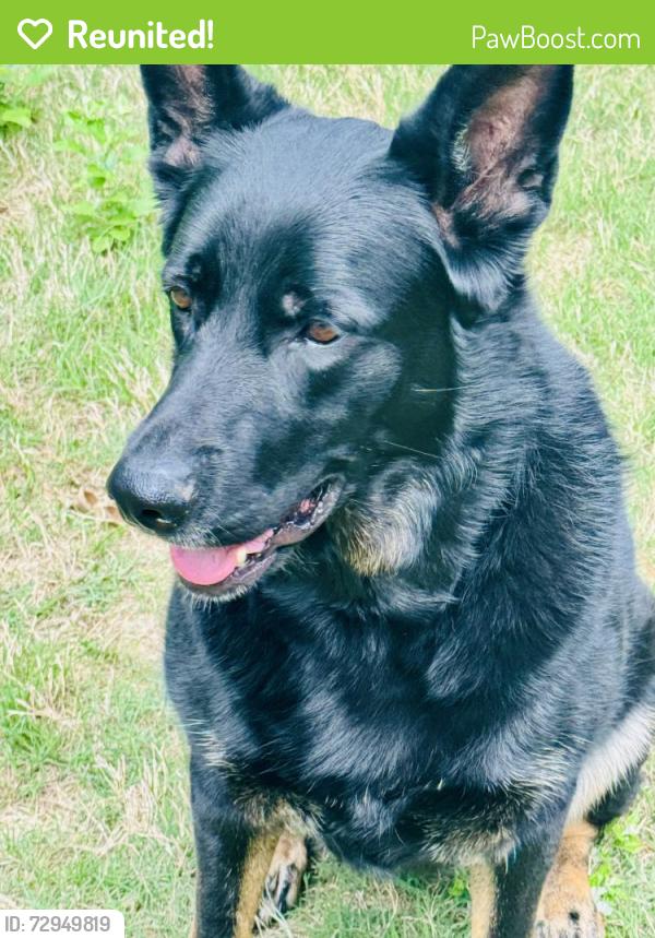 Reunited Female Dog last seen Mundo Rd and Joslin Rd , North Little Rock, AR 72118