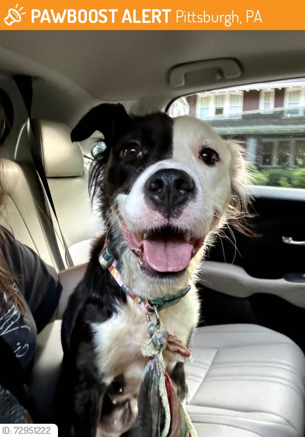 Found/Stray Female Dog last seen elmer st and maryland ave, Pittsburgh, PA 15232