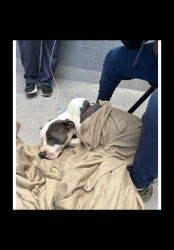 Reunited Male Dog last seen Chesapeake Bsy Dr and Hulen Strret , Fort Worth, TX 76123