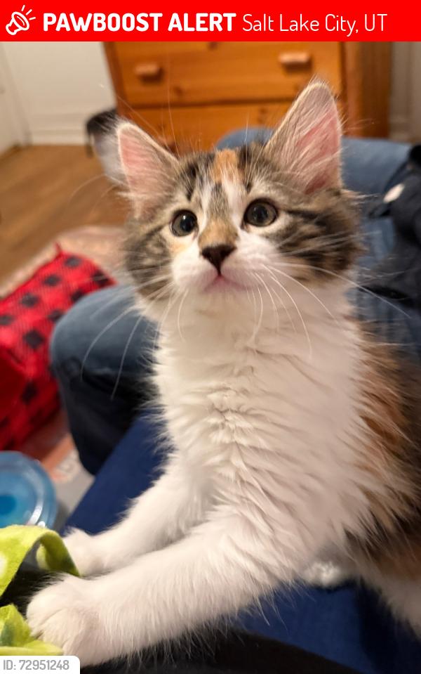 Lost Female Cat last seen Epic Fitness, Salt Lake City, UT 84106
