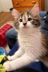 Lost Female Cat last seen Epic Fitness, Salt Lake City, UT 84106