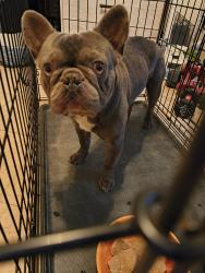 Reunited Male Dog last seen S Veach ave., Manteca, CA 95337