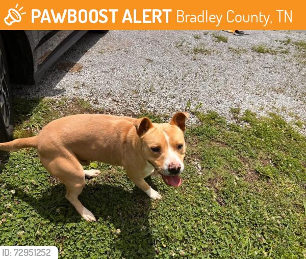 Found/Stray Male Dog last seen Lower Chestuee rd, Bradley County, TN 37310
