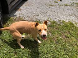 Found/Stray Male Dog last seen Lower Chestuee rd, Bradley County, TN 37310