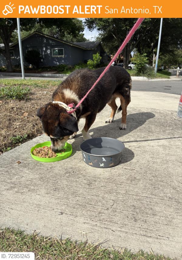 Found/Stray Male Dog last seen Shenandoah Neighborhood, San Antonio, TX 78230
