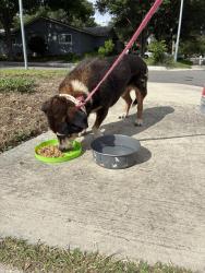 Found/Stray Male Dog last seen Shenandoah Neighborhood, San Antonio, TX 78230