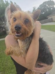 Found/Stray Male Dog last seen Harmony Ridge Semmes, Semmes, AL 36575