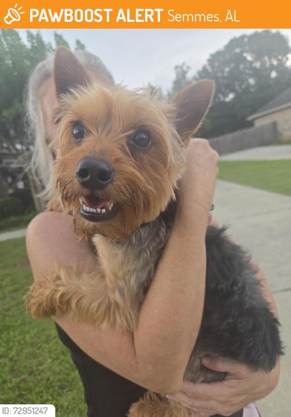 Found/Stray Male Dog last seen Harmony Ridge Semmes, Semmes, AL 36575