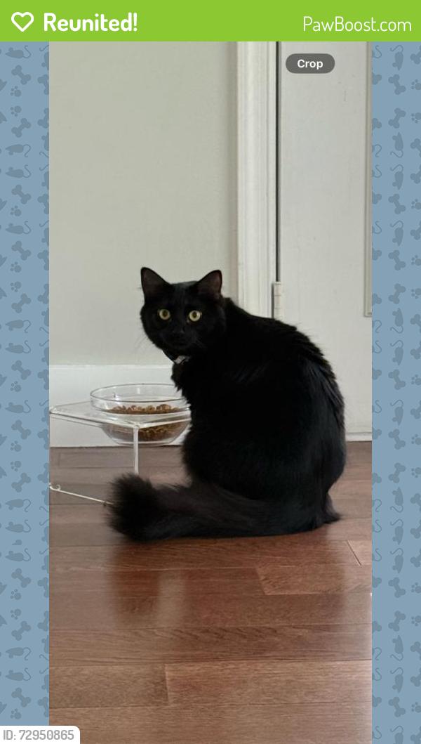 Reunited Female Cat last seen Near Staimford Cir, Wellington, FL 33414, USA, Wellington, FL 33414