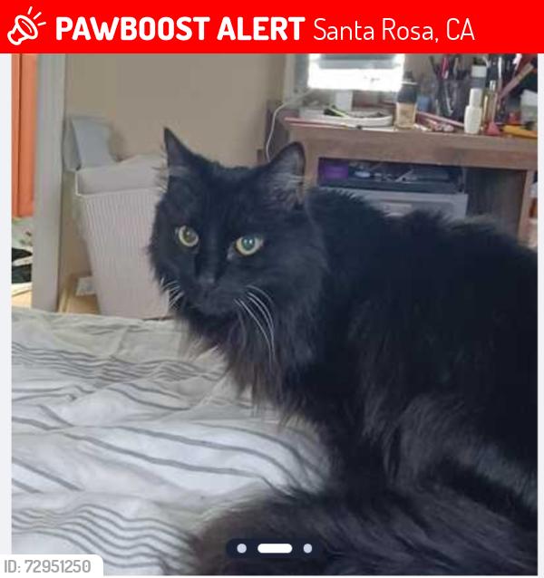 Lost Male Cat last seen Giffen and Stony Pt roads, Santa Rosa, CA 95407
