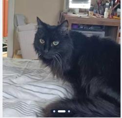 Lost Male Cat last seen Giffen and Stony Pt roads, Santa Rosa, CA 95407