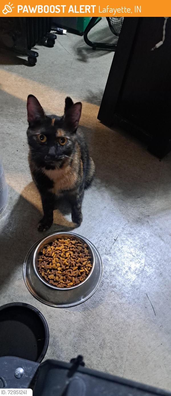 Rehomed Female Cat last seen CR 450 S and Concord Rd in Avalon Bluff , Lafayette, IN 47909