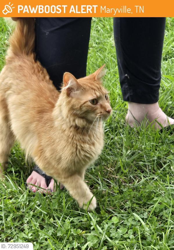 Found/Stray Male Cat last seen Willow Pond Subdivision , Maryville, TN 37803