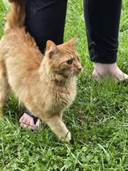 Found/Stray Male Cat last seen Willow Pond Subdivision , Maryville, TN 37803