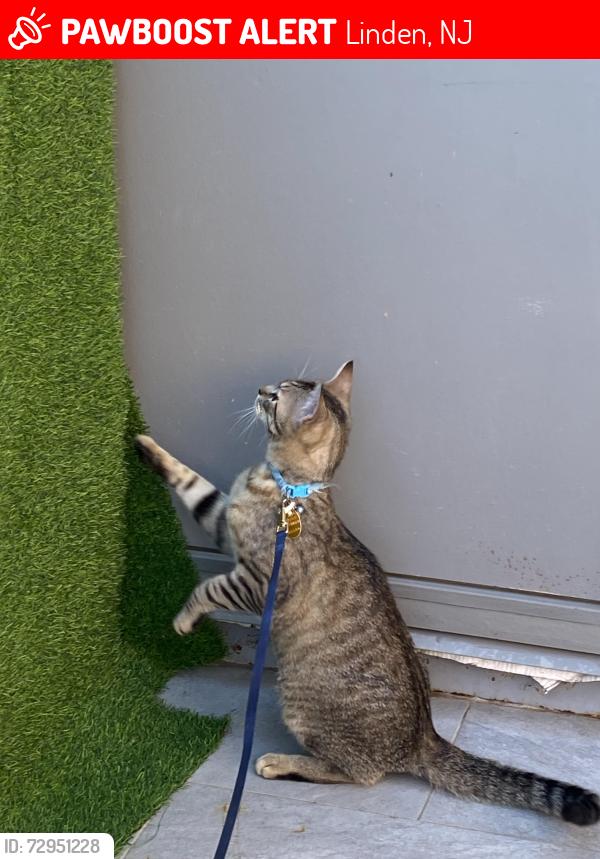 Lost Male Cat last seen Location, other balcony neighbor , Linden, NJ 07036