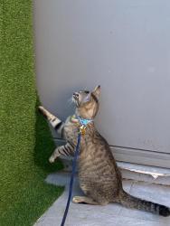 Lost Male Cat last seen Location, other balcony neighbor , Linden, NJ 07036