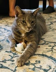 Lost Male Cat last seen Avenida de Los Arboles, Avenida de Las Flores, Erbes Rd, Thousand Oaks, CA 91362