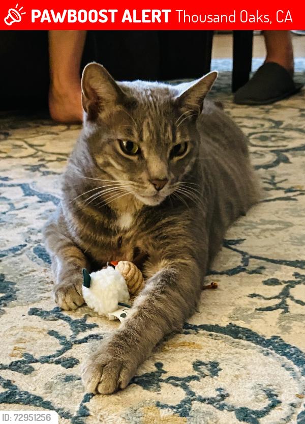 Lost Male Cat last seen Avenida de Los Arboles, Avenida de Las Flores, Erbes Rd, Thousand Oaks, CA 91362
