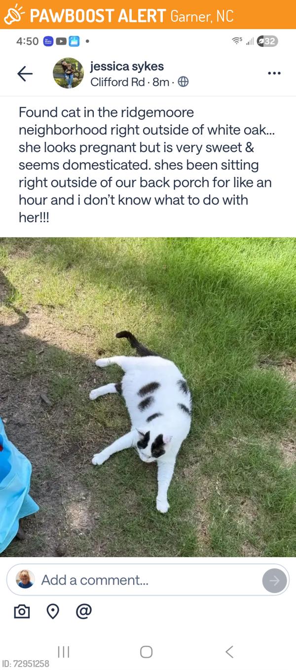 Found/Stray Female Cat last seen White Oak, Garner, NC 27529