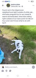 Found/Stray Female Cat last seen White Oak, Garner, NC 27529
