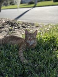 Reunited Male Cat last seen Prout Ct, Whitlock, Wesley Chapel, FL 33543