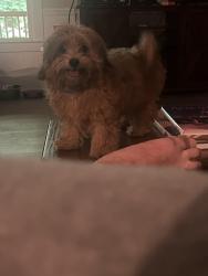 Reunited Male Dog last seen County line road and Old stilesboro, Acworth, GA 30101