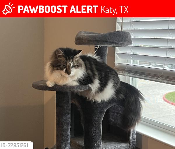 Lost Male Cat last seen My home address near Greenhouse and Cypress Bay, Katy, TX 77449