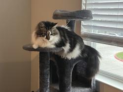 Lost Male Cat last seen My home address near Greenhouse and Cypress Bay, Katy, TX 77449