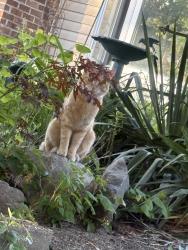 Found/Stray Male Cat last seen Columbia , Battle Creek, MI 49015