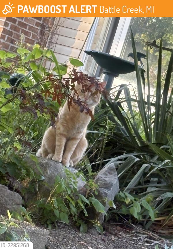 Found/Stray Male Cat last seen Columbia , Battle Creek, MI 49015