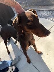 Reunited Unknown Dog last seen 60th and Colby, Oakland, CA 94609